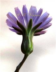  Capitulum with involucre